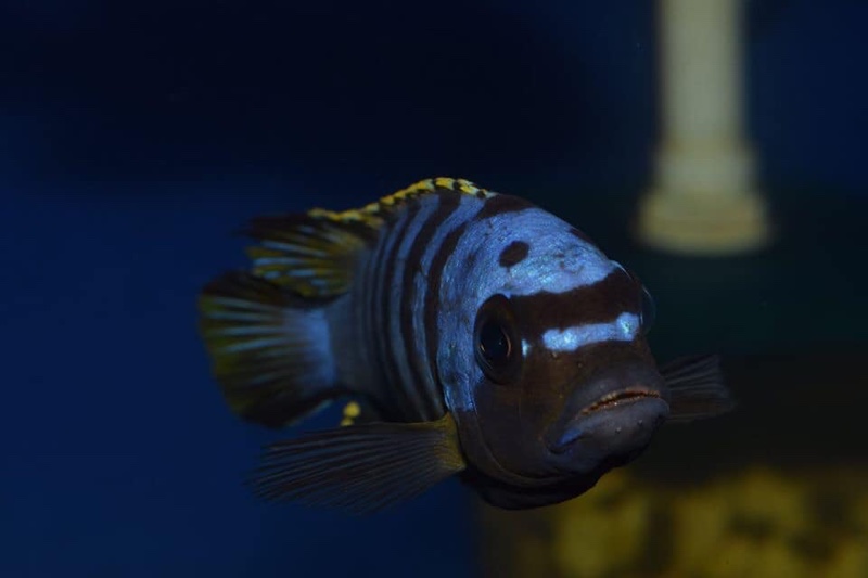 Maylandia sp. 'zebra long pelvic' Chesese